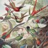 "Hummingbirds" – Trochilidae–Kolibris from Kunstformen der Natur – Ernst Haeckel (Poster Print)