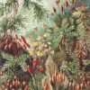 Ernst 2 small CROP "Mosses" – Muscinae – Laubmoose from Kunstformen der Natur – Ernst Haeckel (Framed Art Print)