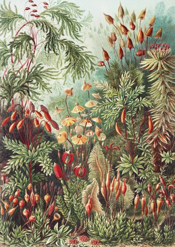 Ernst 2 small CROP "Mosses" – Muscinae – Laubmoose from Kunstformen der Natur – Ernst Haeckel (Framed Art Print)