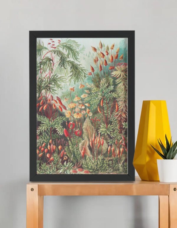 Mosses – Muscinae – Laubmoose from Kunstformen der Natur – Ernst Haeckel (Framed Art Print) A3 "Mosses" – Muscinae – Laubmoose from Kunstformen der Natur – Ernst Haeckel (Framed Art Print)