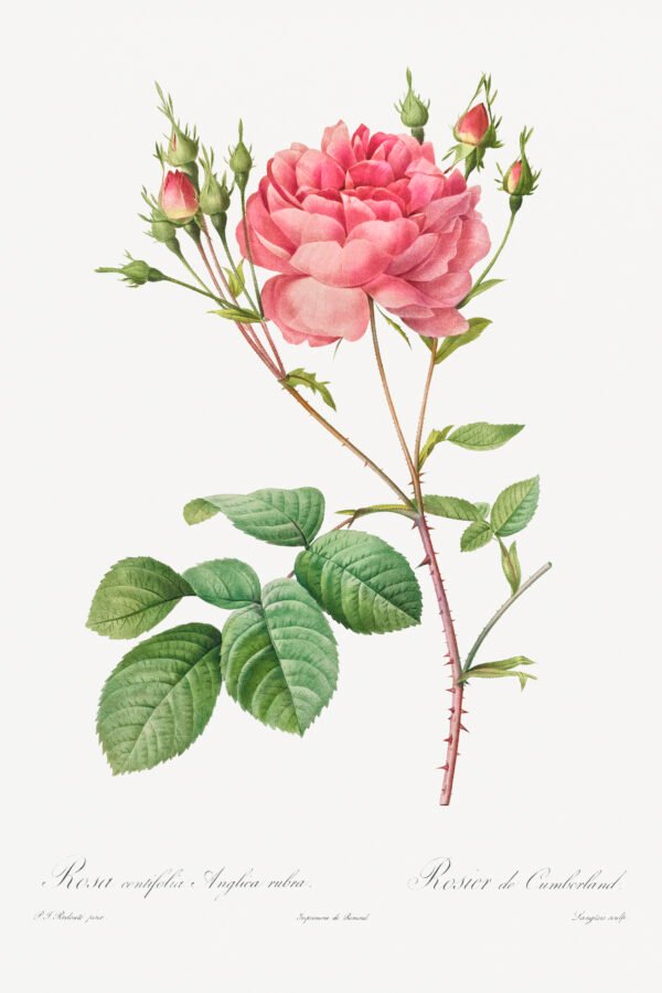 Redouté 3 JPG Rosa Centifolia Anglica Rubra – Pierre-Joseph Redouté (A3 Framed Art Print)