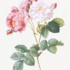 Rosa × damascena (Rosebush) – Pierre-Joseph Redouté (A3 Framed Art Print)