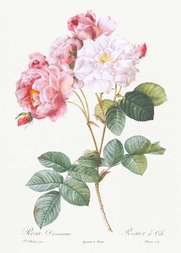 Rosa × damascena (Rosebush) – Pierre-Joseph Redouté (A3 Framed Art Print)