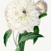 Peony from Choix des plus belles fleurs – Pierre-Joseph Redouté (A3 Framed Art Print)