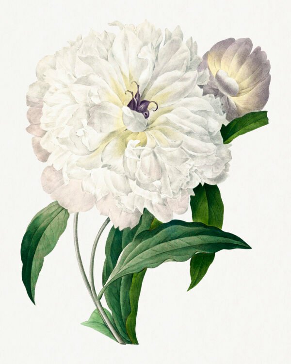Peony from Choix des plus belles fleurs – Pierre-Joseph Redouté (A3 Framed Art Print)