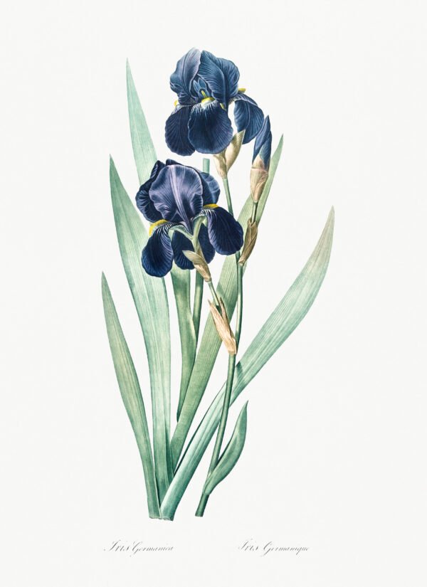 German Iris from Les liliacées – Pierre-Joseph Redouté (A3 Framed Art Print)