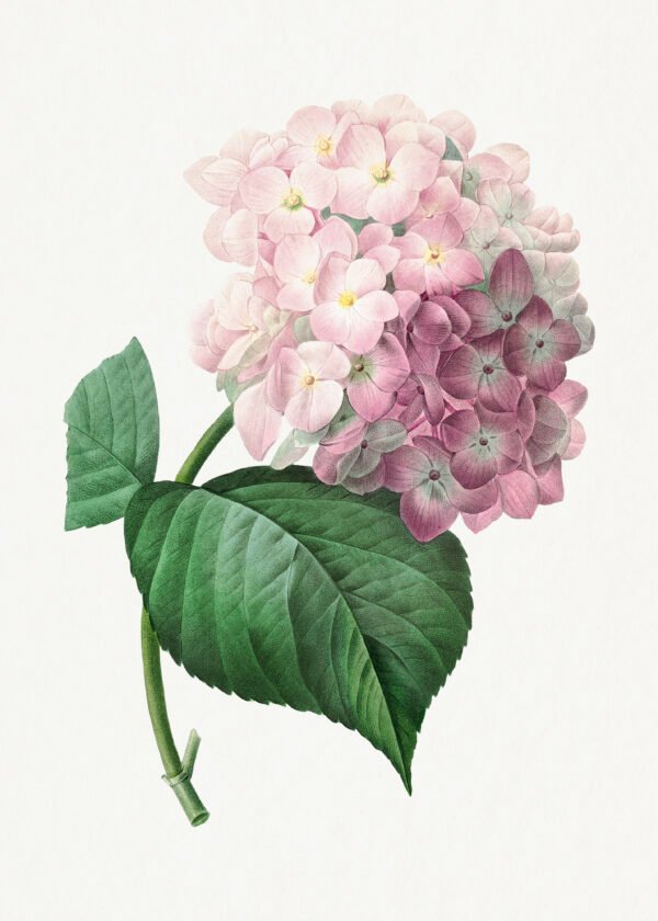 Hydrangea – Pierre-Joseph Redouté (A3 Framed Art Print)