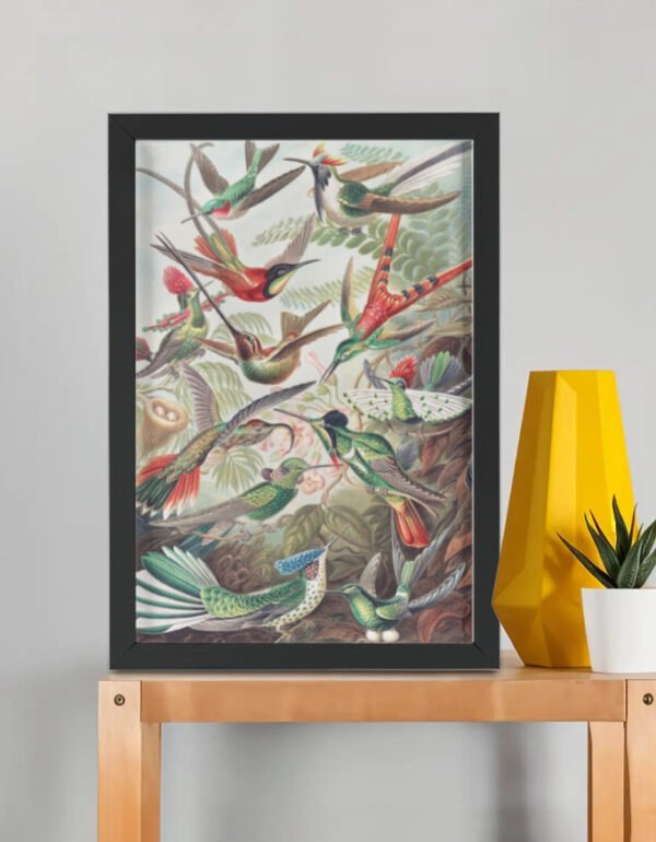 Trochilidae–Kolibris from Kunstformen der Natur – Ernst Haeckel (Framed Art Print) A3 "Hummingbirds" – Trochilidae–Kolibris from Kunstformen der Natur – Ernst Haeckel (Framed Art Print)