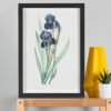 German Iris from Les liliacées – Pierre-Joseph Redouté (A3 Framed Art Print)
