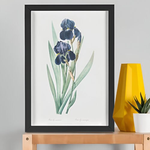 German Iris from Les liliacées – Pierre-Joseph Redouté (A3 Framed Art Print)
