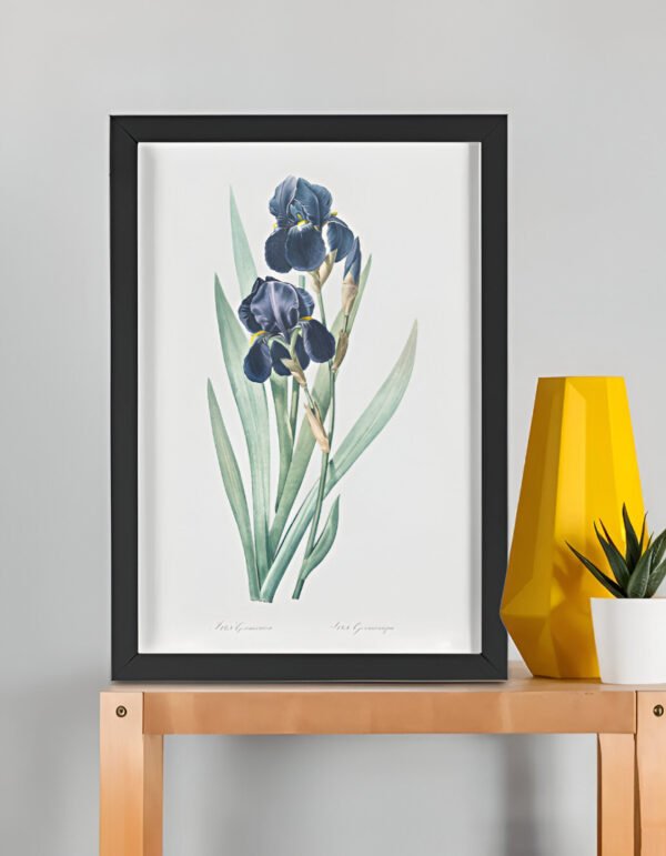 German Iris from Les liliacées – Pierre-Joseph Redouté (A3 Framed Art Print)