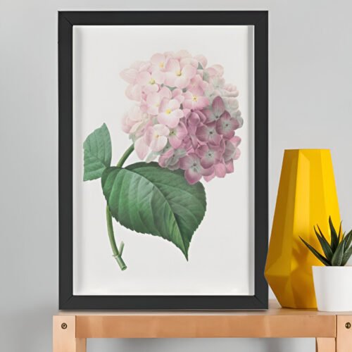 Hydrangea – Pierre-Joseph Redouté (A3 Framed Art Print)