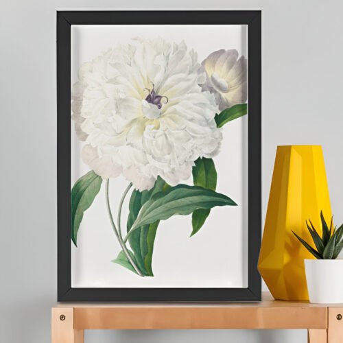 Peony from Choix des plus belles fleurs – Pierre-Joseph Redouté (A3 Framed Art Print)