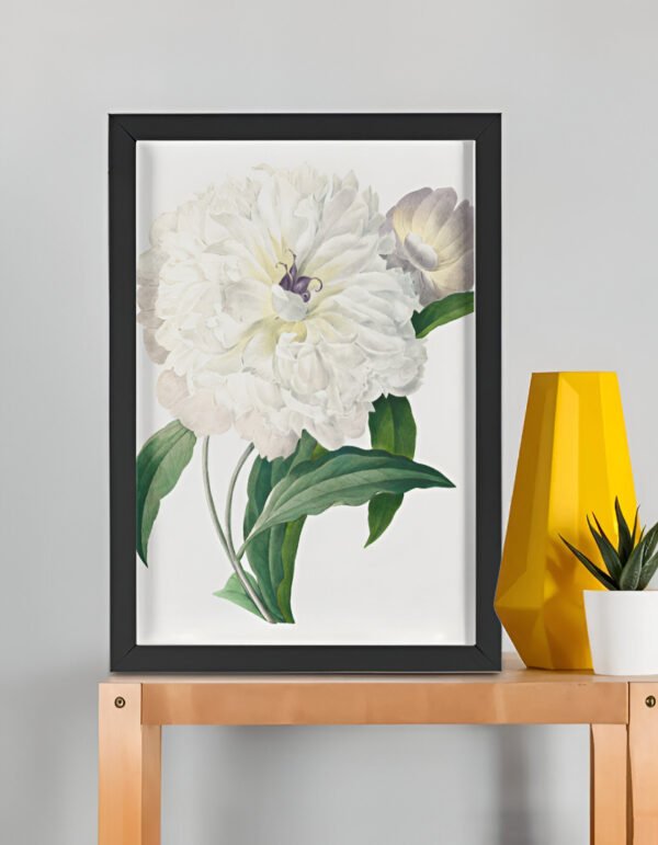 Peony from Choix des plus belles fleurs – Pierre-Joseph Redouté (A3 Framed Art Print)