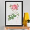 UPSCALED Rosa Centifolia Anglica Rubra – Pierre-Joseph Redouté (A3 Framed Art Print) Rosa Centifolia Anglica Rubra – Pierre-Joseph Redouté (A3 Framed Art Print)