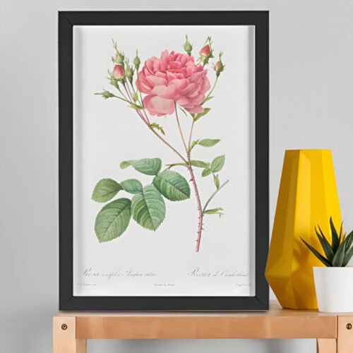 Rosa Centifolia Anglica Rubra – Pierre-Joseph Redouté (A3 Framed Art Print)