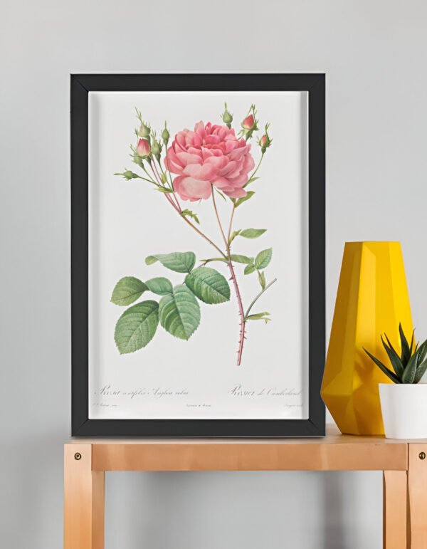 UPSCALED Rosa Centifolia Anglica Rubra – Pierre-Joseph Redouté (A3 Framed Art Print) Rosa Centifolia Anglica Rubra – Pierre-Joseph Redouté (A3 Framed Art Print)