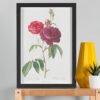 Rosa gallica purpuro-violacea magna – Pierre-Joseph Redouté (A3 Framed Art Print)