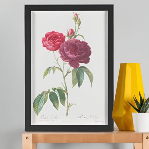 Rosa gallica purpuro-violacea magna – Pierre-Joseph Redouté (A3 Framed Art Print)