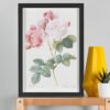 Rosa × damascena (Rosebush) – Pierre-Joseph Redouté (A3 Framed Art Print)