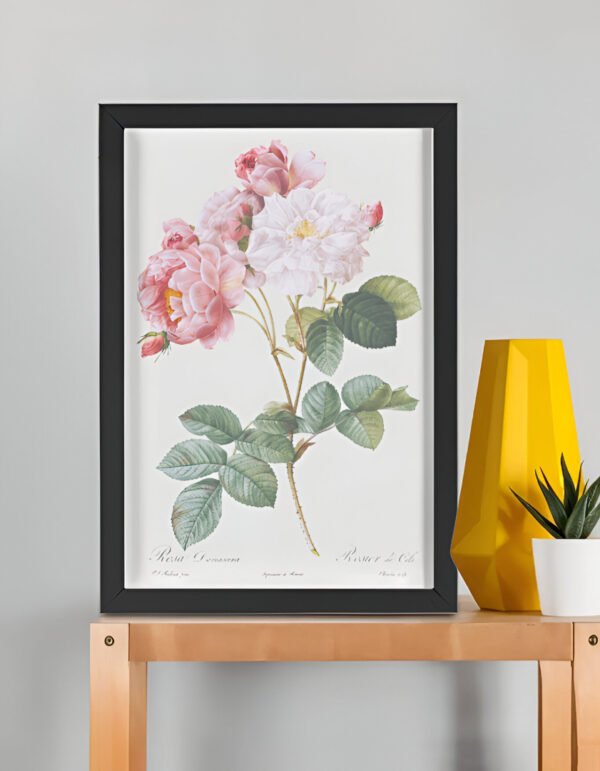 Rosa × damascena (Rosebush) – Pierre-Joseph Redouté (A3 Framed Art Print)