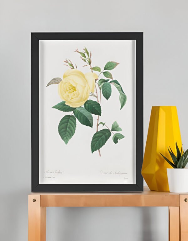 UPSCALED Yellow Rose – Pierre-Joseph Redouté (A3 Framed Art Print) Yellow Rose – Pierre-Joseph Redouté (A3 Framed Art Print)